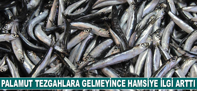 Palamut tezgahlara gelmeyince hamsiye ilgi arttı