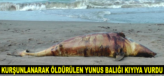 Akçakoca’da kurşunlanarak öldürülen yunus balığı kıyıya vurdu