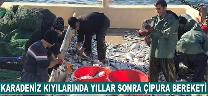 Yıllar sonra gelen çipura bereketi balıkçıları sevindirdi