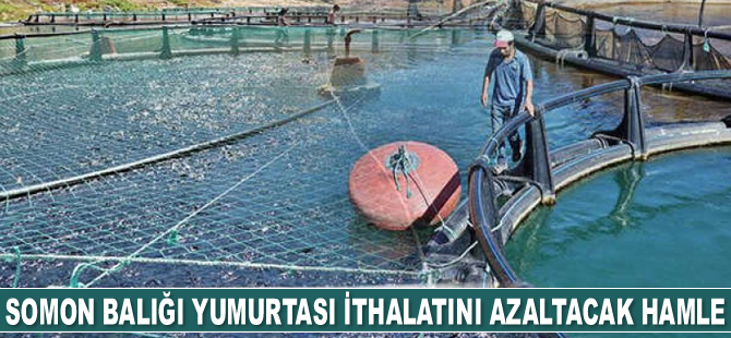Trabzon'da kurulacak tesisle somon balığı yumurtası ithalatı azaltılacak