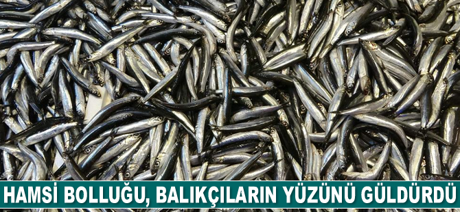 Karadeniz’de hamsi bolluğu yaşanıyor