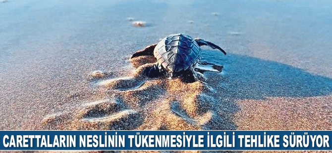 Caretta carettaların neslinin tükenmesiyle ilgili tehlike sürüyor