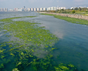 Deniz yosunu, İzmir Körfezi'nde yeniden yayılıyor