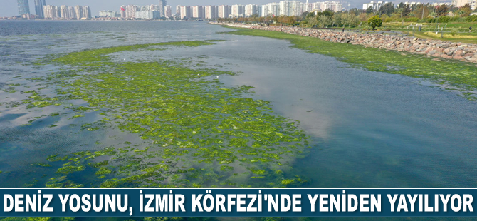Deniz yosunu, İzmir Körfezi'nde yeniden yayılıyor