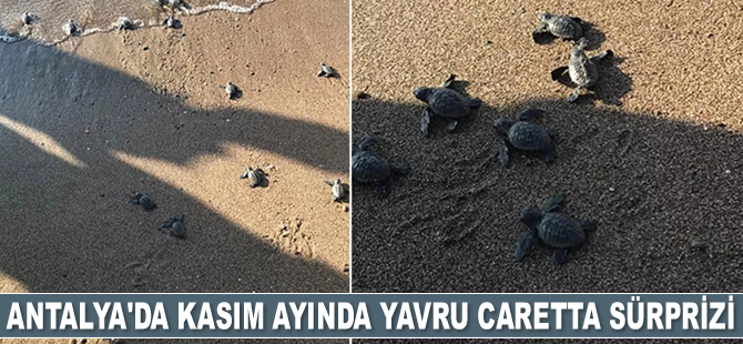 Antalya'da Kasım ayında yavru caretta sürprizi yaşandı
