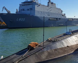 Hollanda'da denizaltının üzerinde deniz aygırı bulundu