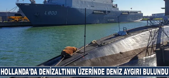 Hollanda'da denizaltının üzerinde deniz aygırı bulundu