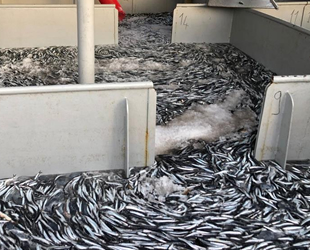 Karadeniz’de hamsi bolluğu, balıkçıların yüzünü güldürüyor