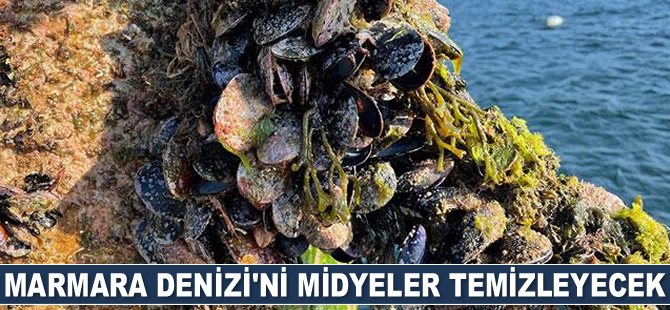 Marmara Denizi'ni midyeler temizleyecek