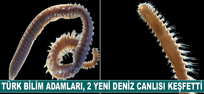 Türk bilim adamları, 2 yeni deniz canlısı keşfetti
