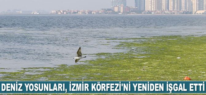 Deniz yosunları, İzmir Körfezi’ni yeniden işgal etti