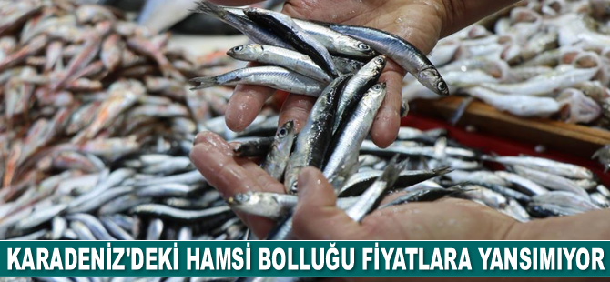 Karadeniz’deki hamsi bolluğu fiyatlara yansımıyor