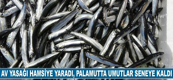 Av yasağı hamsiye yaradı, palamutta umutlar seneye kaldı