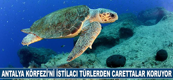 Antalya Körfezi'ni istilacı türlerden carettalar koruyor