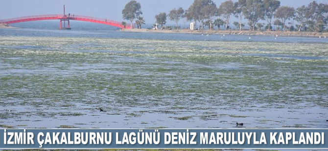İzmir Çakalburnu Lagünü deniz maruluyla kaplandı