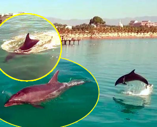 Sezonun bittiği Antalya'da sahiller yunuslara kaldı