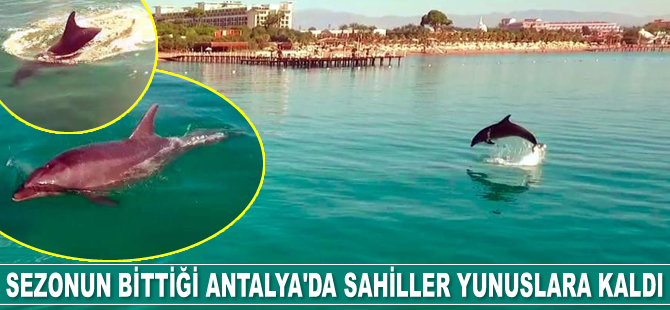 Sezonun bittiği Antalya'da sahiller yunuslara kaldı