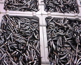 Hamsinin fiyatı, tekneler denize açılamayınca ikiye katladı