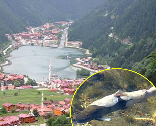 Uzungöl'deki balık ölümleri tedirginlik yarattı