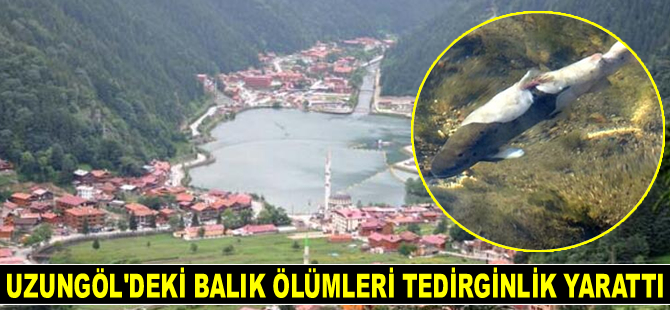 Uzungöl'deki balık ölümleri tedirginlik yarattı