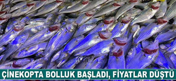 Çinekopta bolluk başladı, fiyatlar düştü