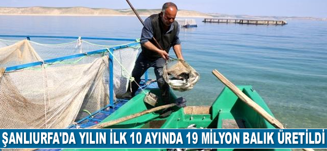 Şanlıurfa’da yılın ilk 10 ayında 19 milyon balık üretildi
