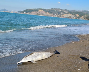 Karadeniz Ereğli sahilinde ölü yunus kıyıya vurdu