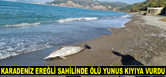 Karadeniz Ereğli sahilinde ölü yunus kıyıya vurdu