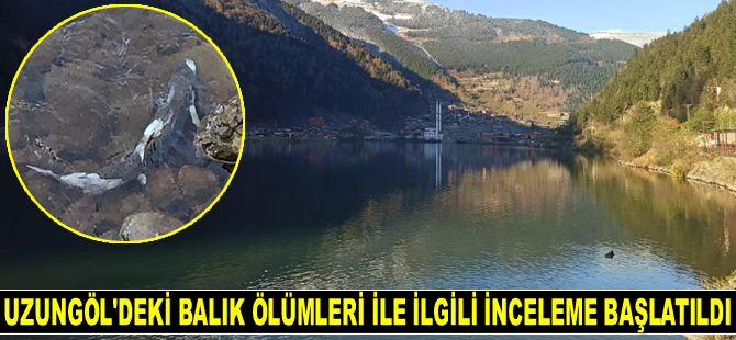 Uzungöl’deki balık ölümleri ile ilgili inceleme başlatıldı