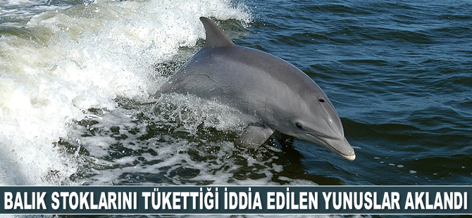 Balık stoklarını tükettiği iddia edilen yunus ve köpek balıkları aklandı