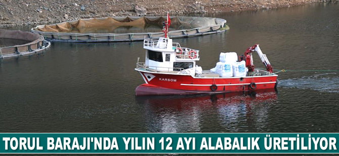 Torul Barajı’nda yılın 12 ayı alabalık üretiliyor