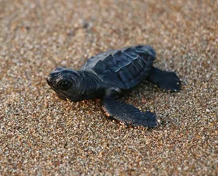 Manavgat'ta denize ulaşan yavru caretta caretta sayısı 2 kat arttı