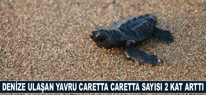 Manavgat'ta denize ulaşan yavru caretta caretta sayısı 2 kat arttı