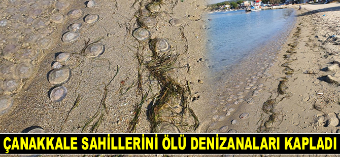 Çanakkale sahillerini ölü denizanaları kapladı