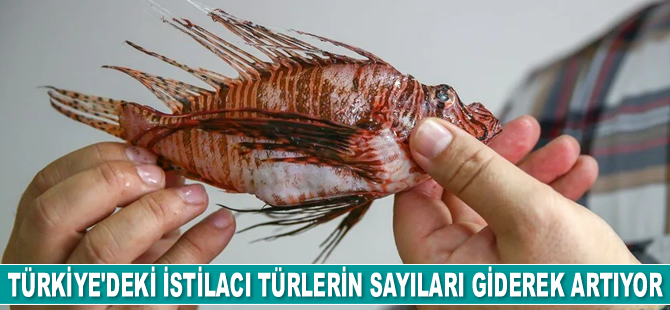 Aslan balığı, Kuzey Ege'ye çıktı