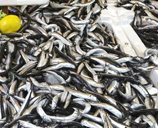 Tezgahlardaki hamsinin fiyatı vatandaşları sevindiriyor