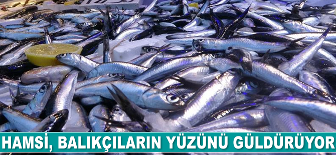 Hamsi, balıkçıların yüzünü güldürüyor