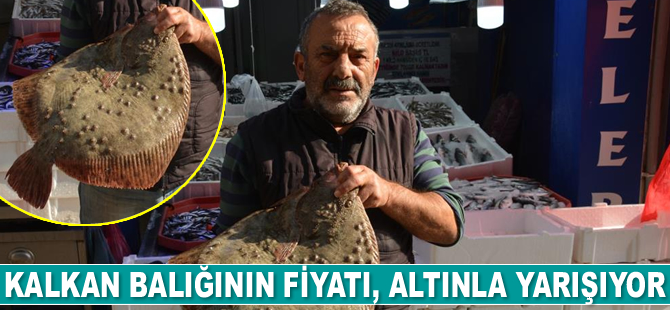 Kalkan balığının fiyatı, altınla yarışıyor