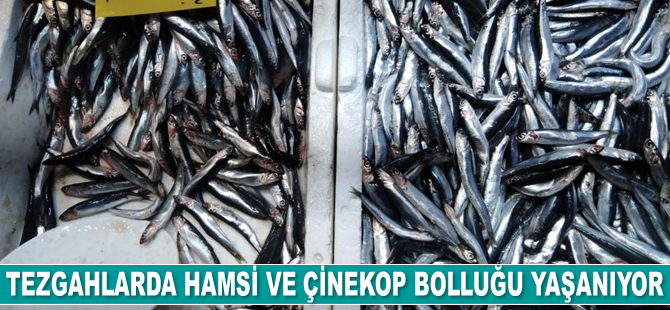 Tezgahlarda hamsi ve çinekop bolluğu yaşanıyor