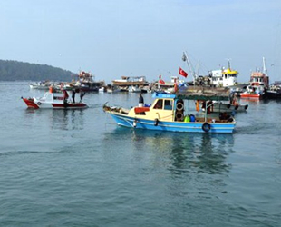 Didim'de deniz patlıcanı hasadı başladı