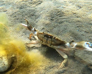 İzmit Körfezi'nde canlılık artıyor
