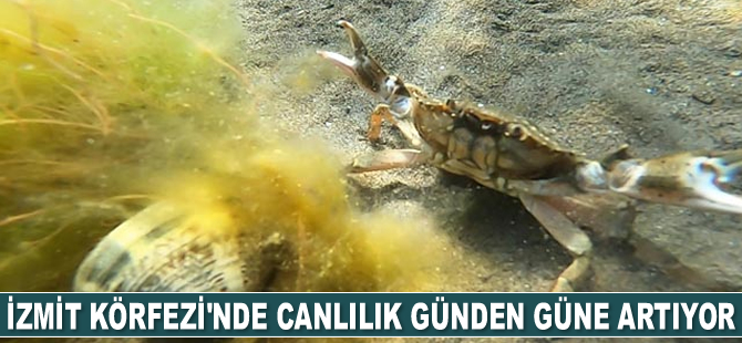 İzmit Körfezi'nde canlılık artıyor