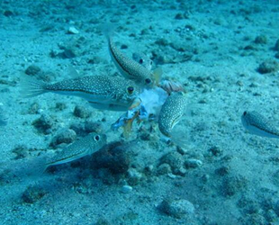 Akdeniz, 17 bin fazla deniz canlısı türünü barındırıyor