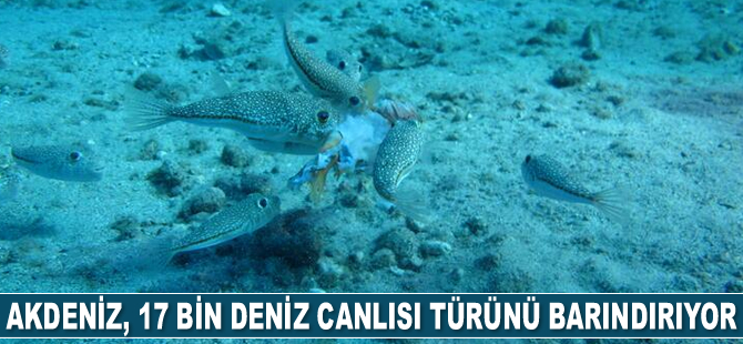 Akdeniz, 17 bin fazla deniz canlısı türünü barındırıyor