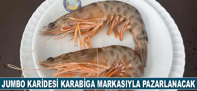Çanakkale'nin jumbo karidesi Karabiga markasıyla pazarlanacak