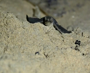 Pandemi nedeniyle sessiz kalan plajlar, carettalara umut oldu