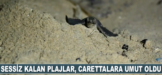 Pandemi nedeniyle sessiz kalan plajlar, carettalara umut oldu