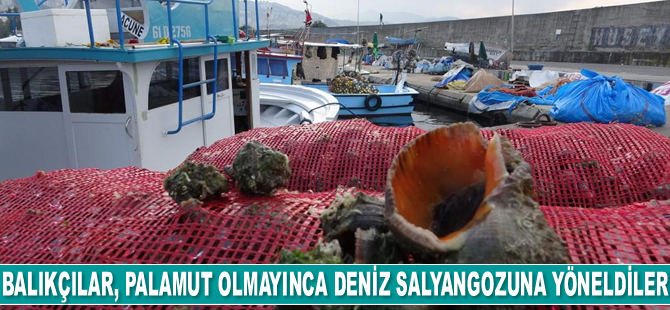 Balıkçılar, palamut olmayınca deniz salyangozuna yöneldiler