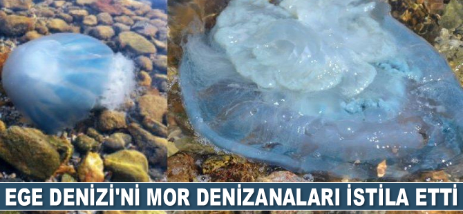 Ege Denizi’ni mor denizanaları istila etti