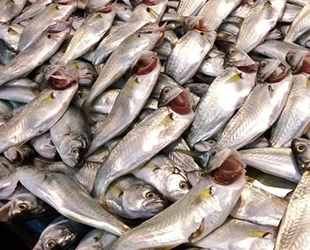 Balık tezgahlarında çupra ve çinekop bolluğu yaşanıyor